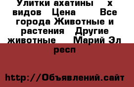 Улитки ахатины  2-х видов › Цена ­ 0 - Все города Животные и растения » Другие животные   . Марий Эл респ.